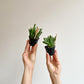 Shrek (Crassula)
