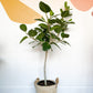 Audrey (Ficus)
