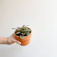 Piccolo (Peperomia) - 3.5 po.