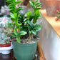 Zenzi (Zamioculcas)