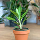 Raoul (Aglaonema)