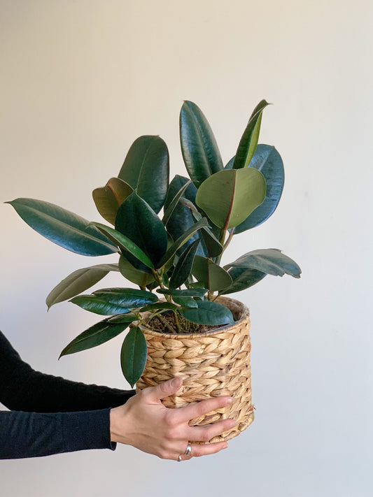 Jeune Ellie (Ficus) 6 Po.