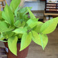 Charles (Pothos Neon) 6 Po.