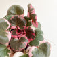 Saskia (Saxifraga) - 4 po.