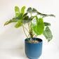 Burle Marx (Philodendron) - Plantes