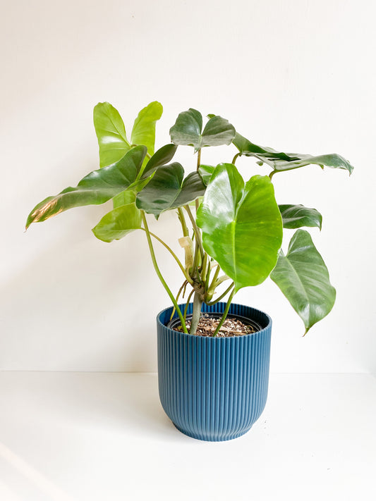 Burle Marx (Philodendron) - Plantes