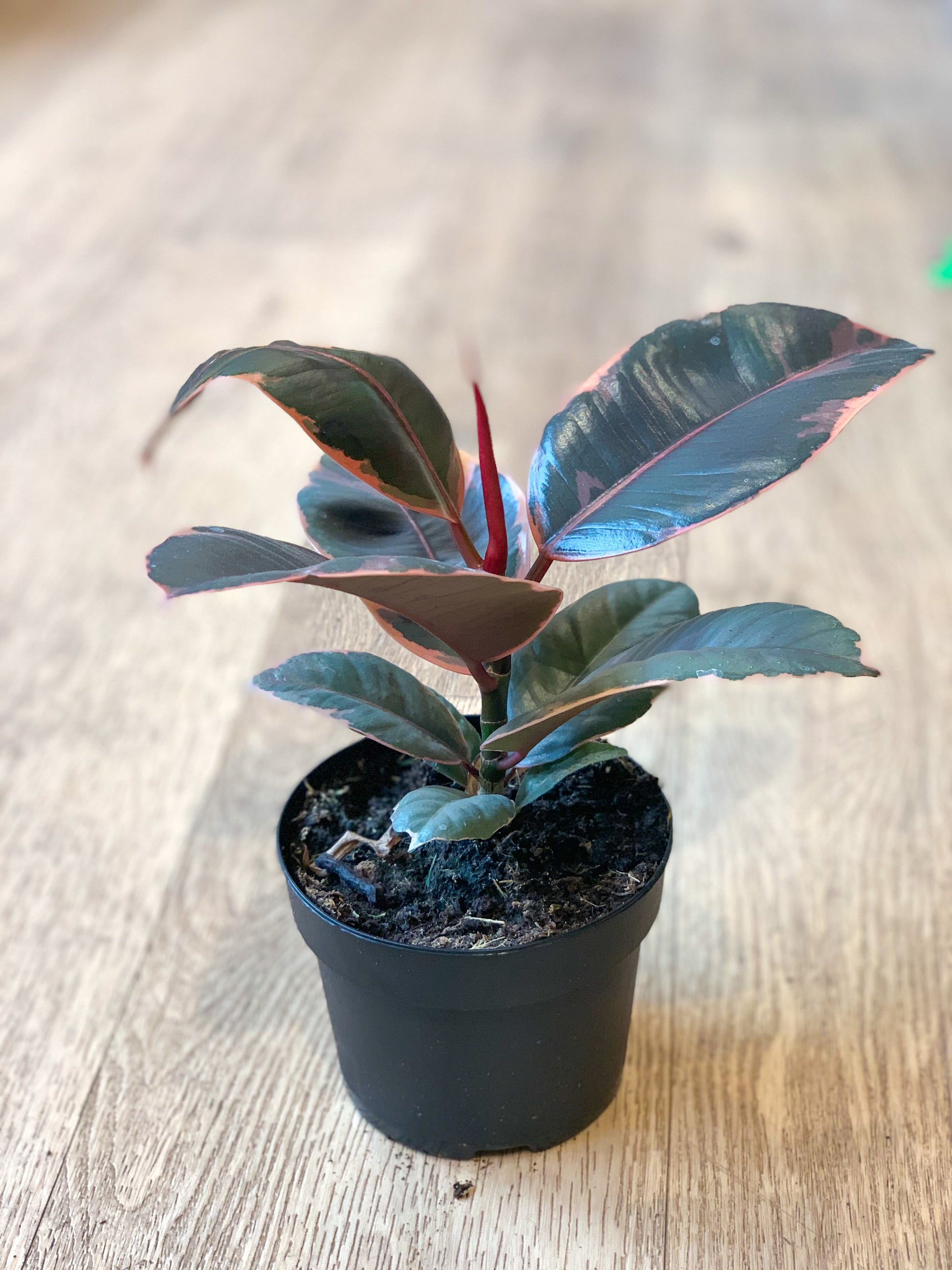 Jeune Ruby (Ficus) 5 Po.