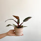 Pink (Philodendron) - 2.5 po.
