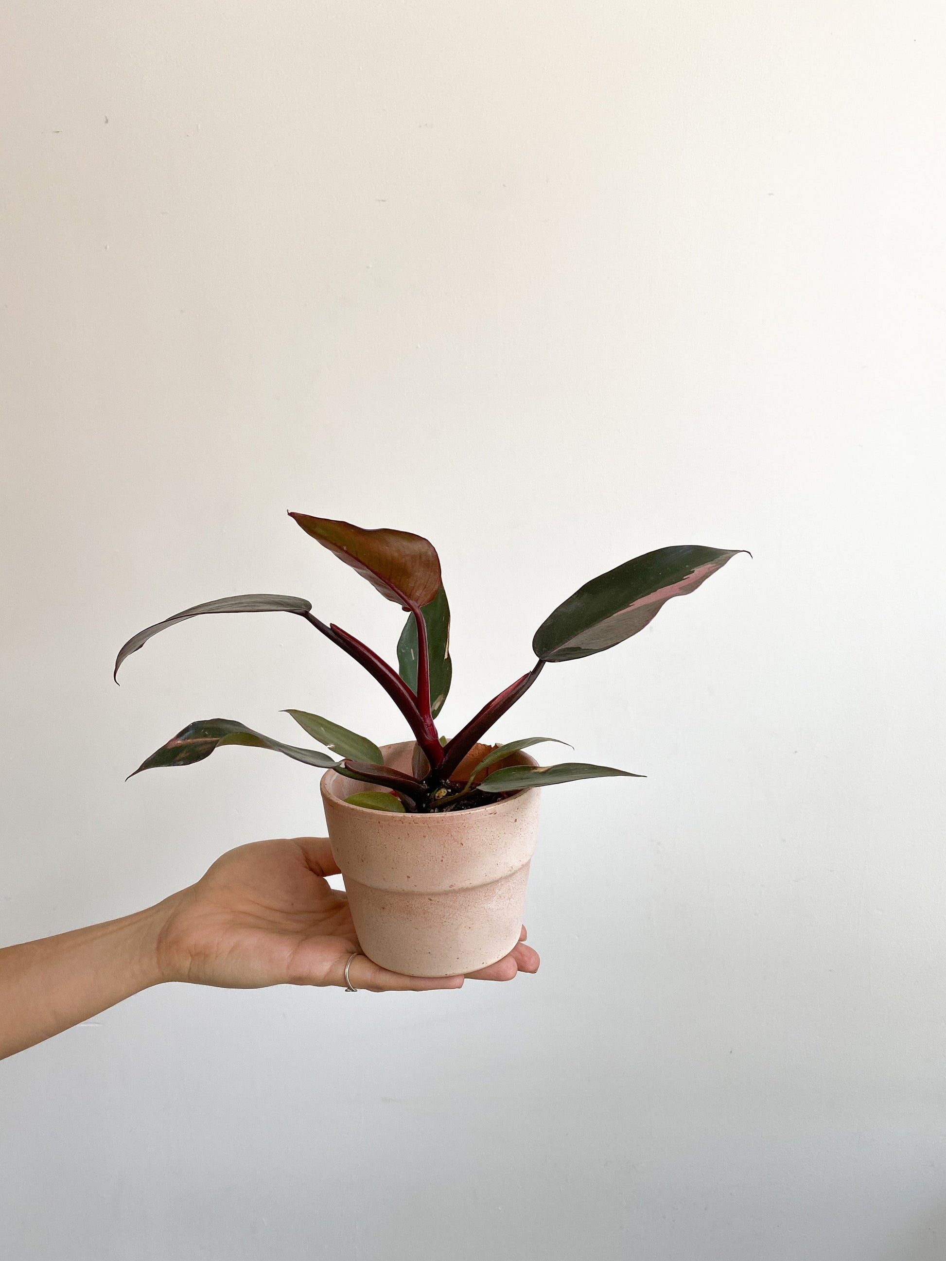 Pink (Philodendron) - 2.5 po.