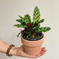 Ron (Calathea) 4 Po.
