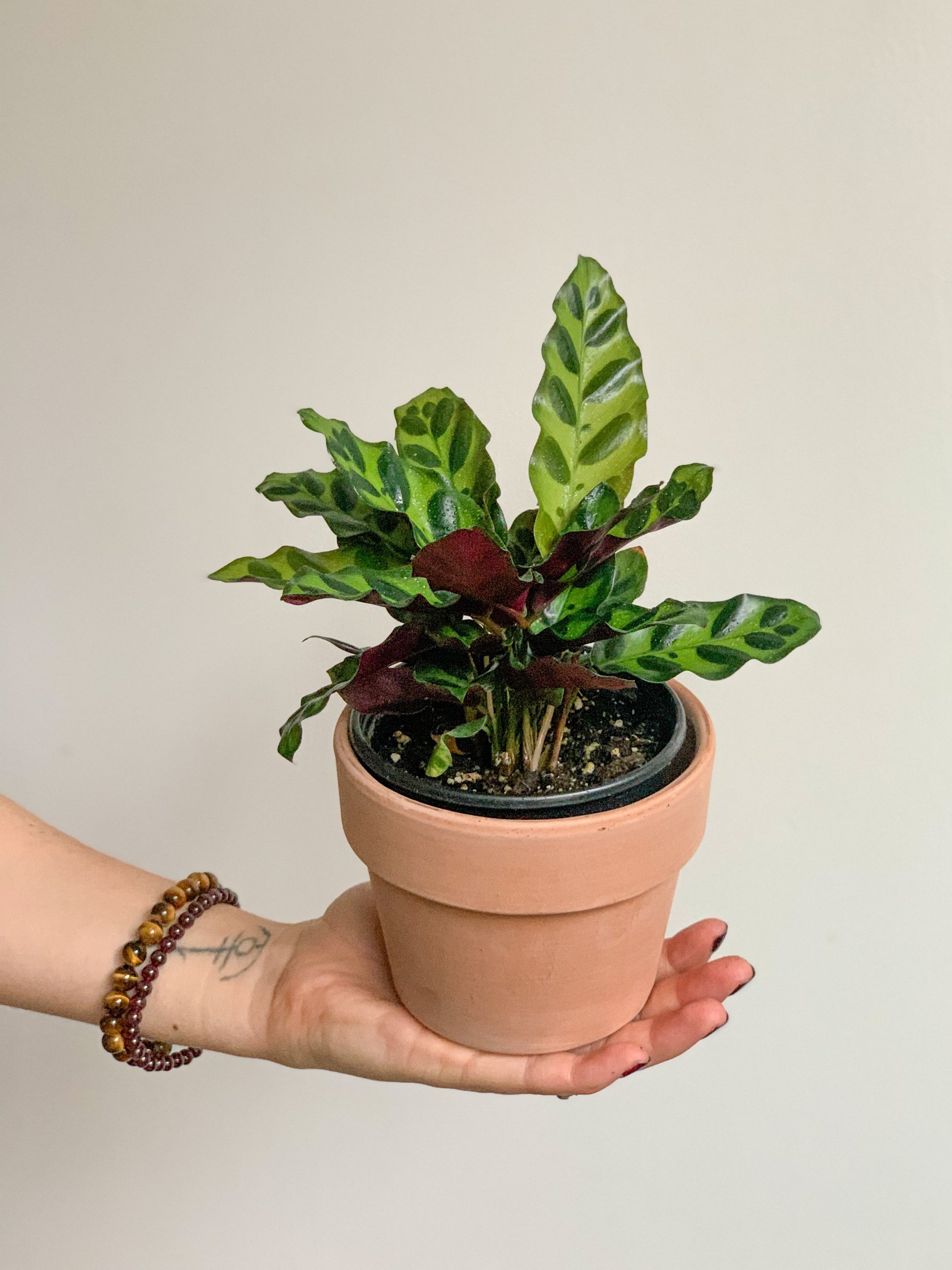Ron (Calathea) 4 Po.