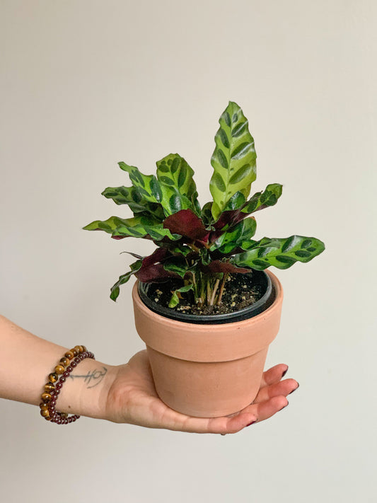 Ron (Calathea) 4 Po.