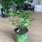Limier Lime 7 Po.