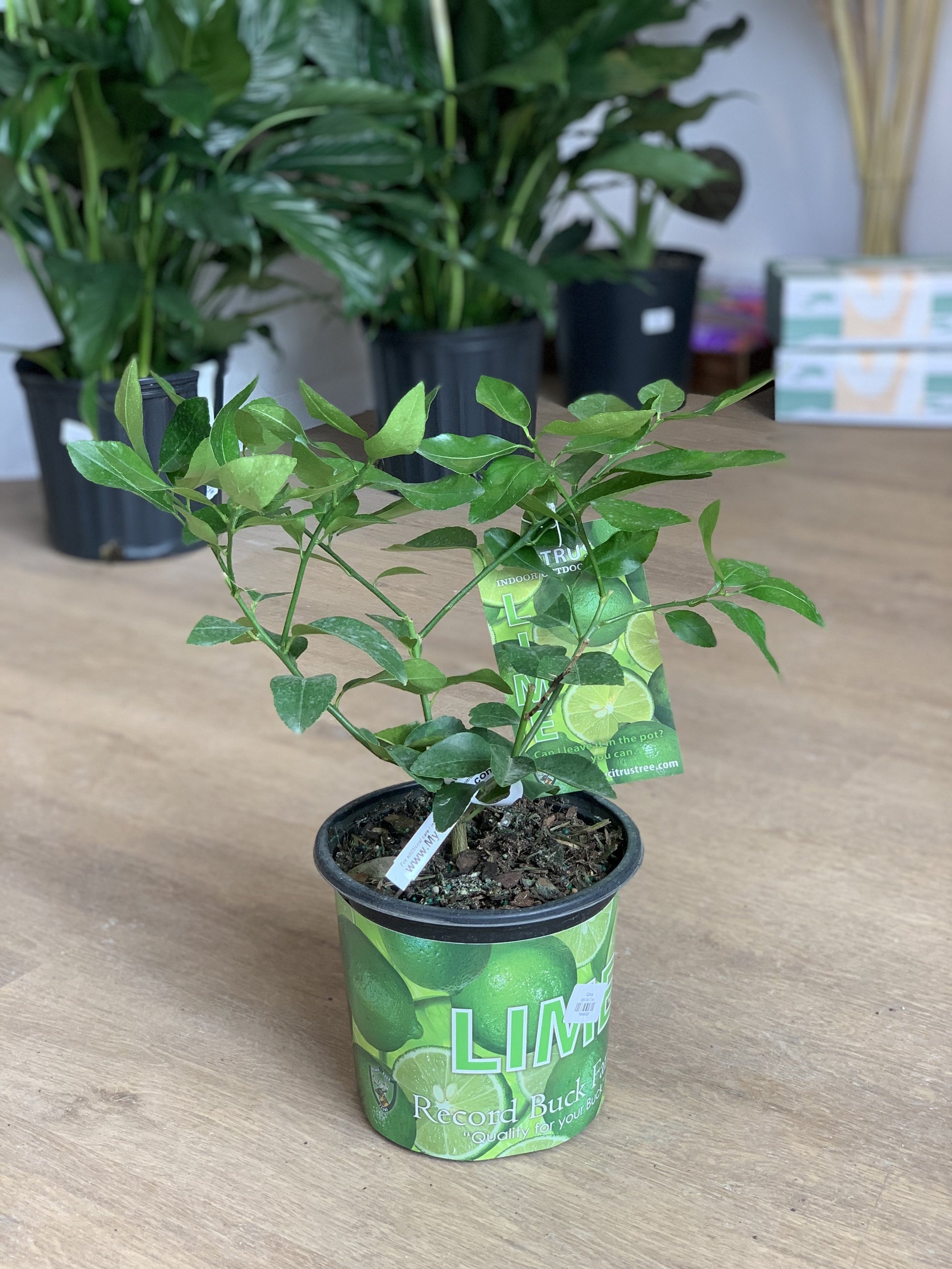 Limier Lime 7 Po.