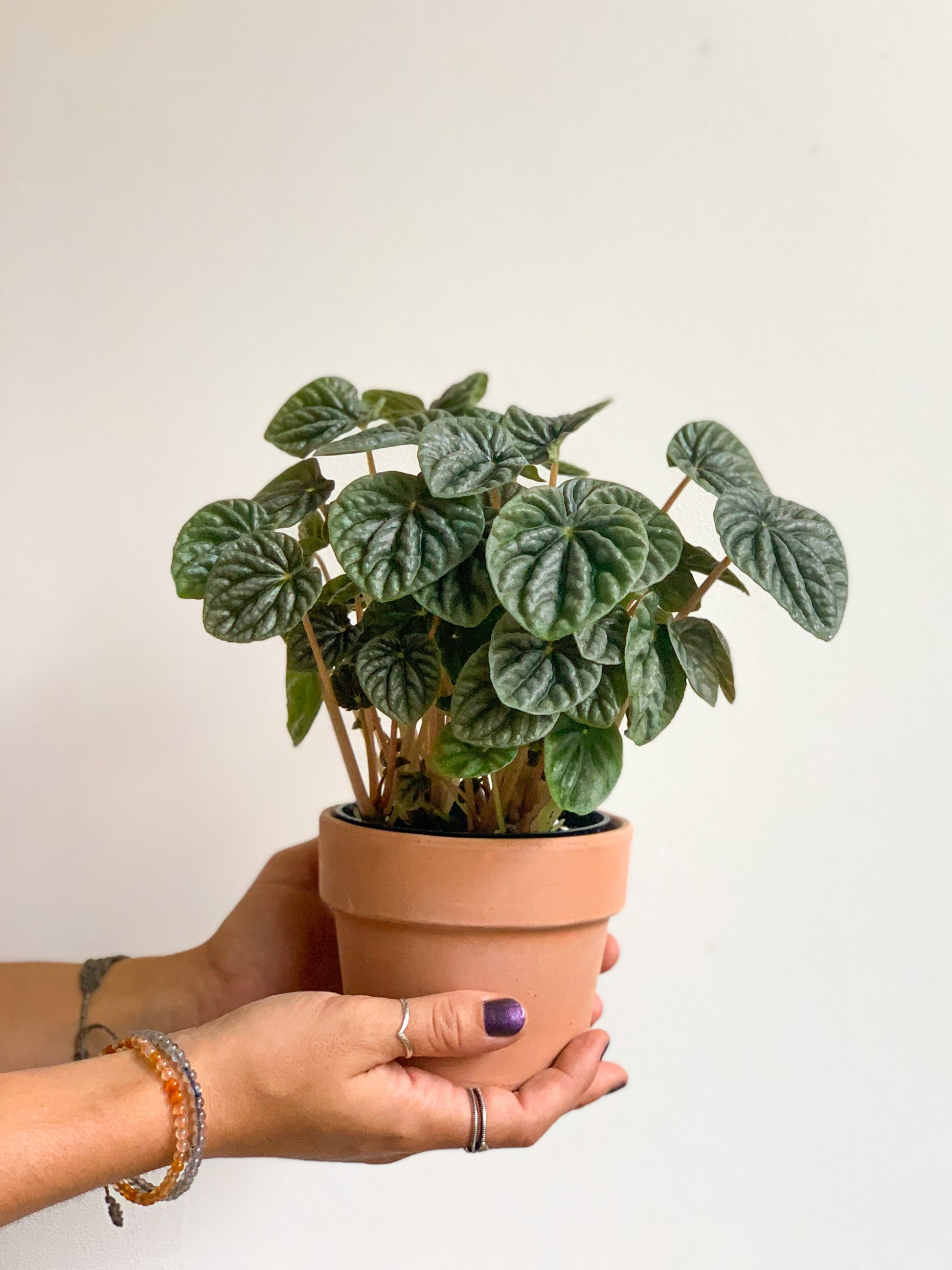Charlo (Peperomia) 4 Po.