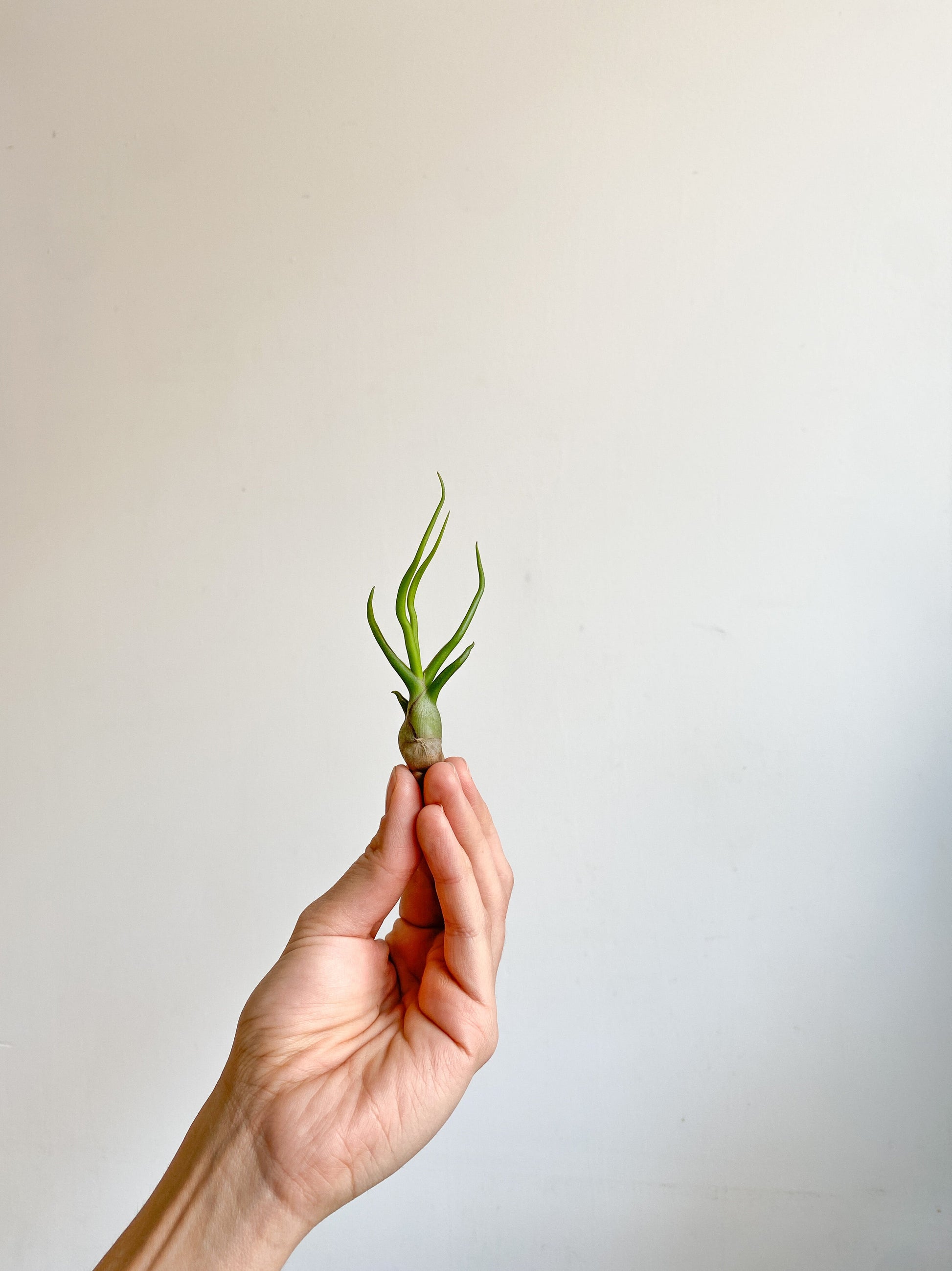 Bulbosa (Tillandsia) - petit