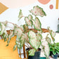 Jericho (Caladium) 8 Po.