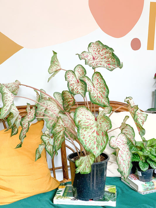 Jericho (Caladium) 8 Po.