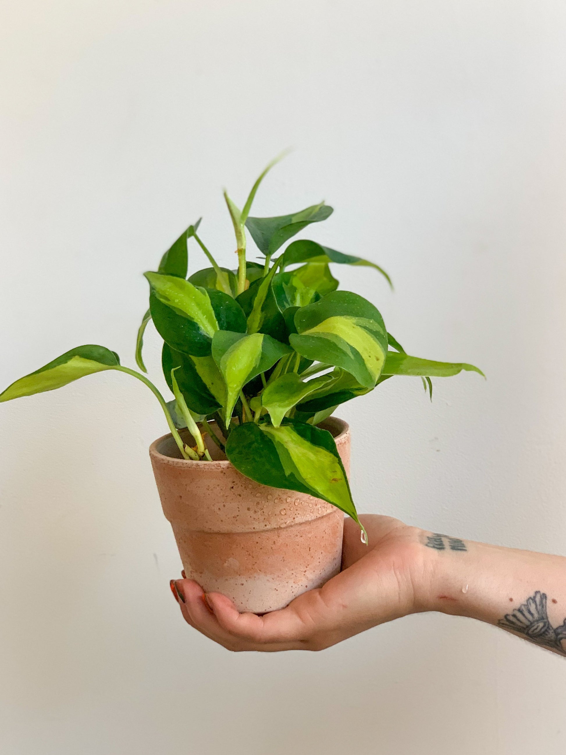 Jeune Bryan (Philodendron) 3 Po.