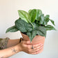 Thomas (Scindapsus)