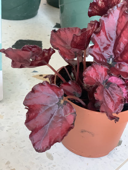 Shadow (Begonia)