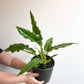Noah (Philodendron)