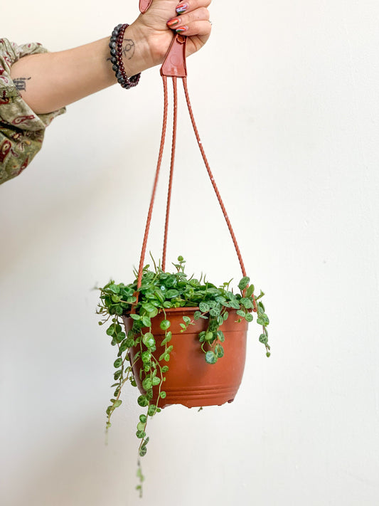 Turtle (Peperomia)