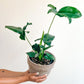 Goldie (Philodendron)