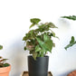 Cache Pot Anthracite