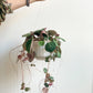 Sally (Saxifraga) 6 Po. Suspendu
