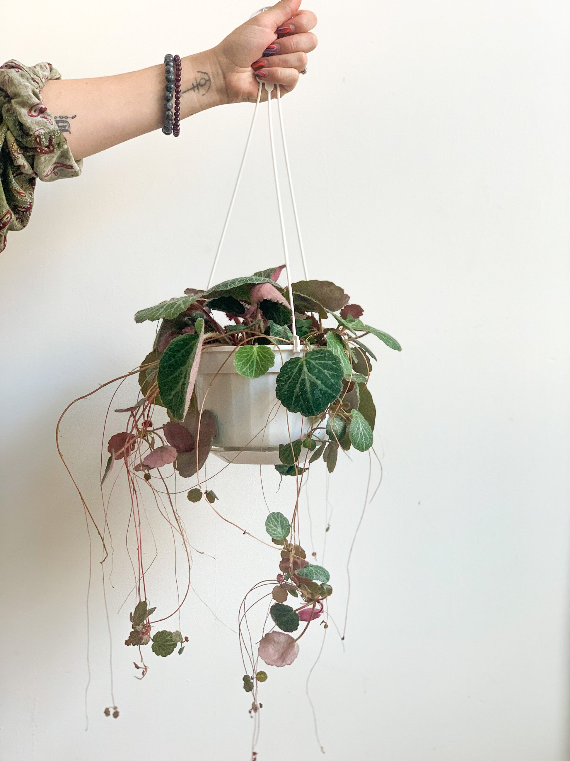 Sally (Saxifraga) 6 Po. Suspendu