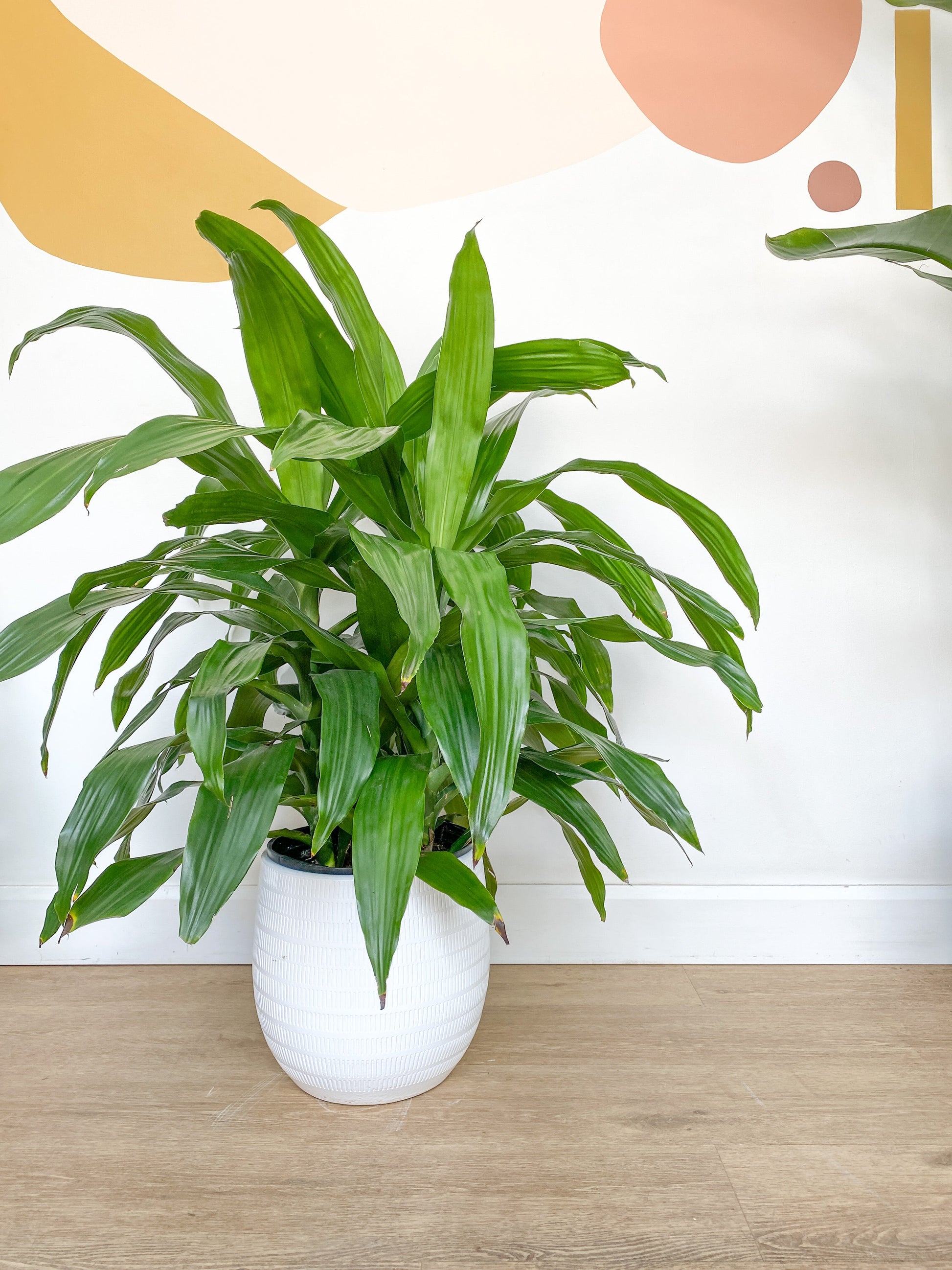 Cache-pot Aura - 11.4 po (29 cm) / Blanc