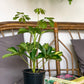 Gold (Schefflera)