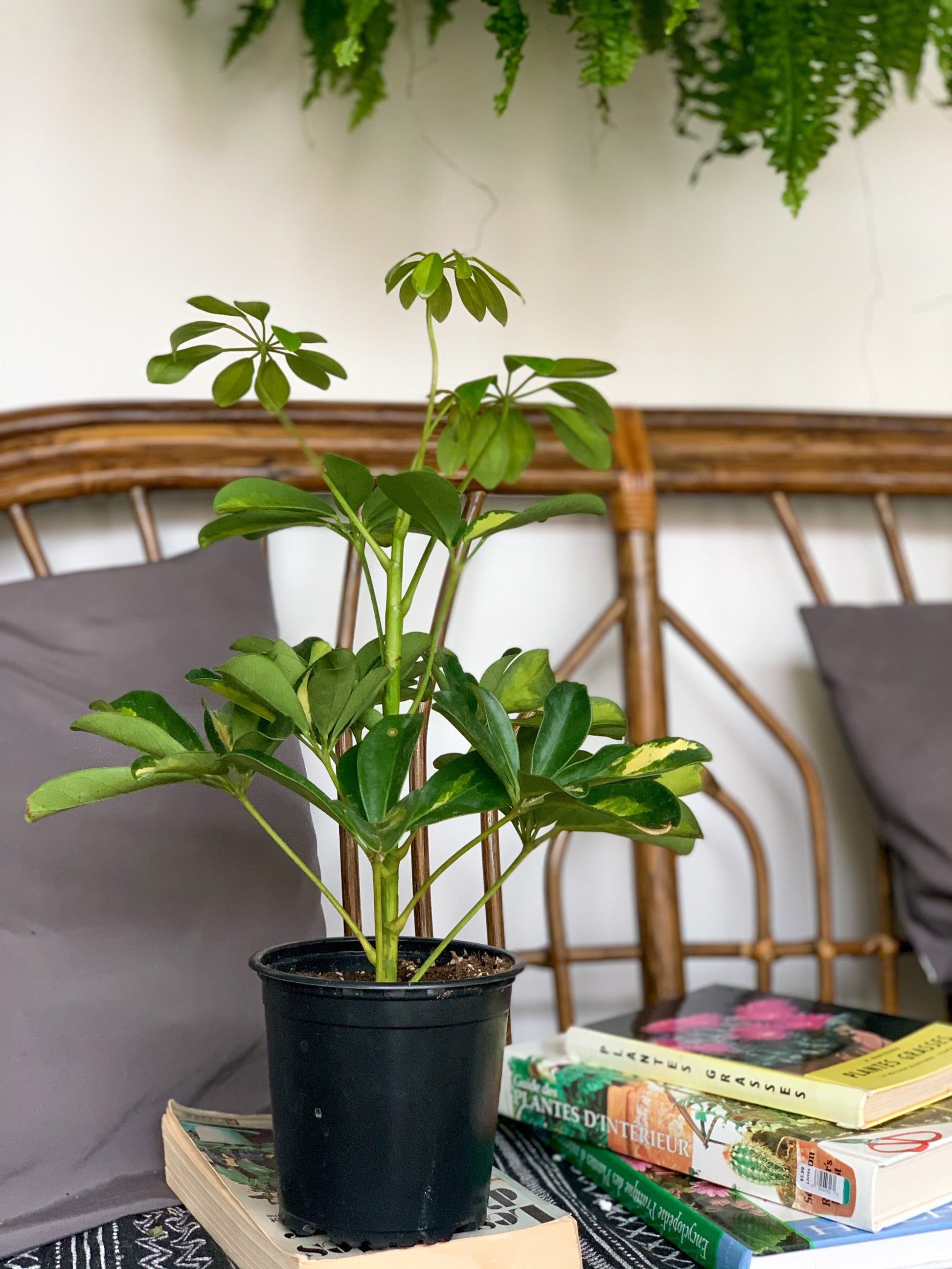 Gold (Schefflera)