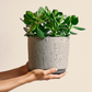 Jade (Crassula) 6 Po.