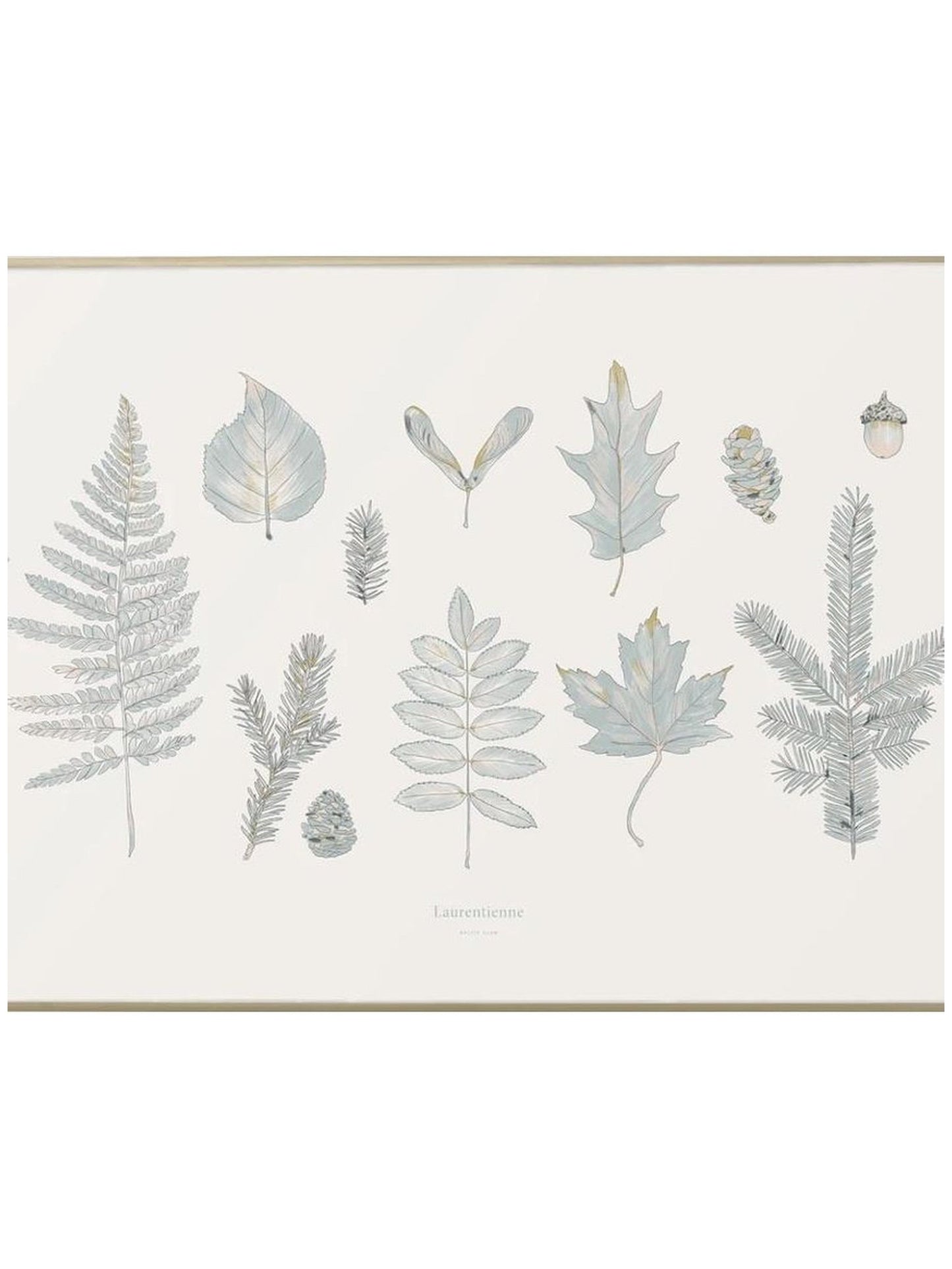 Affiche Forêt Laurentienne