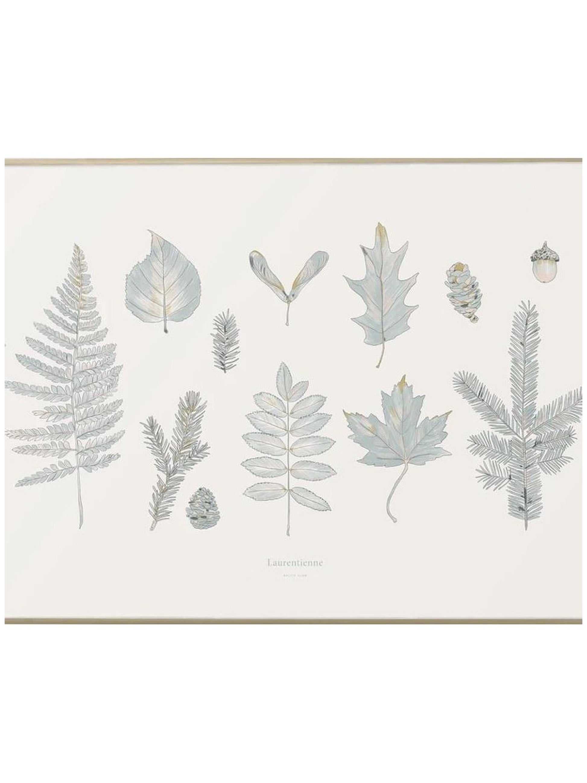 Affiche Forêt Laurentienne