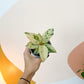 Shivereana (Ficus) - 4 po.