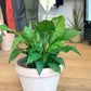 Lison (Spathiphyllum)