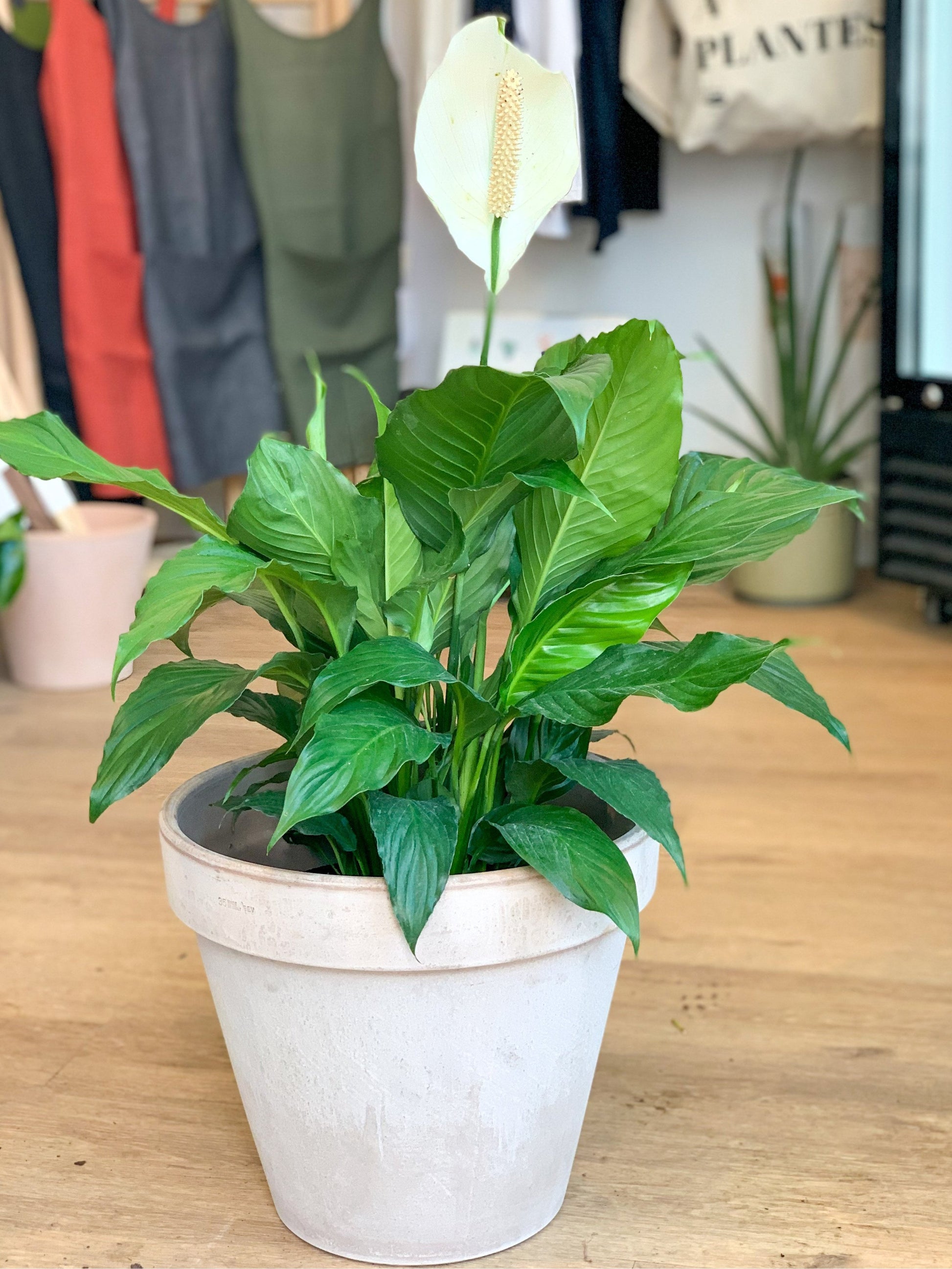 Lison (Spathiphyllum)