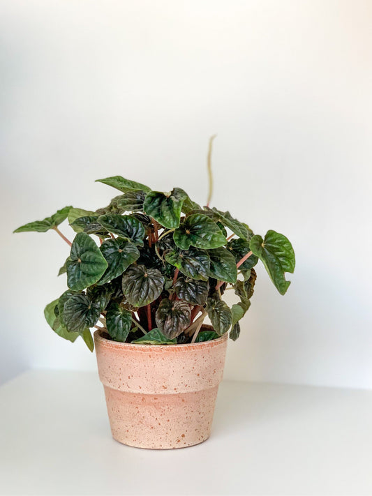 Charlotte (Peperomia)