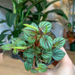 Piccolo (Peperomia) 3.5 Po.