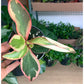 Ginny (Peperomia)