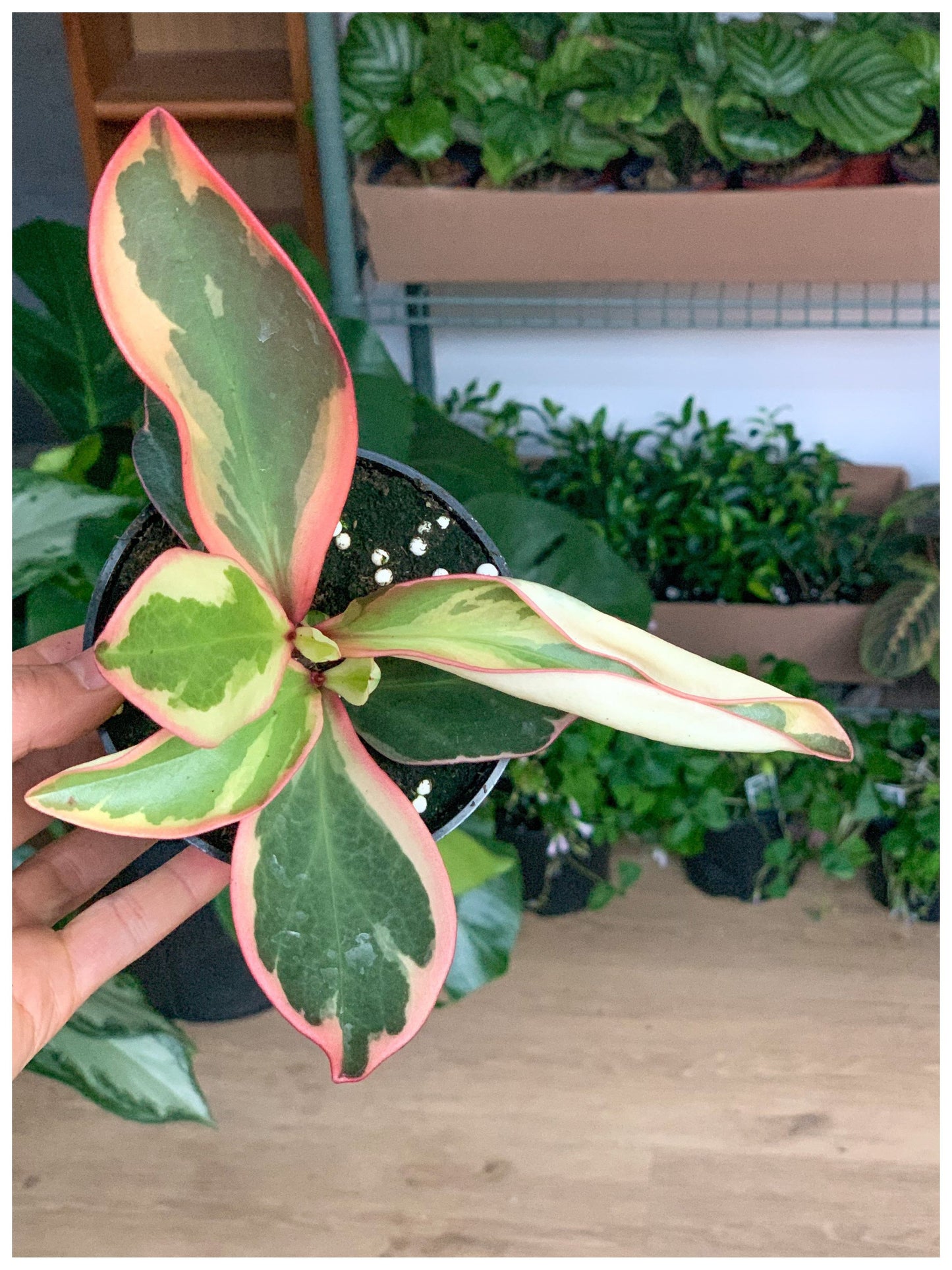 Ginny (Peperomia)