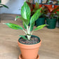 Raoul (Aglaonema)