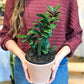 Zenzi (Zamioculcas)