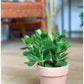 Jade (Crassula) 4 Po.