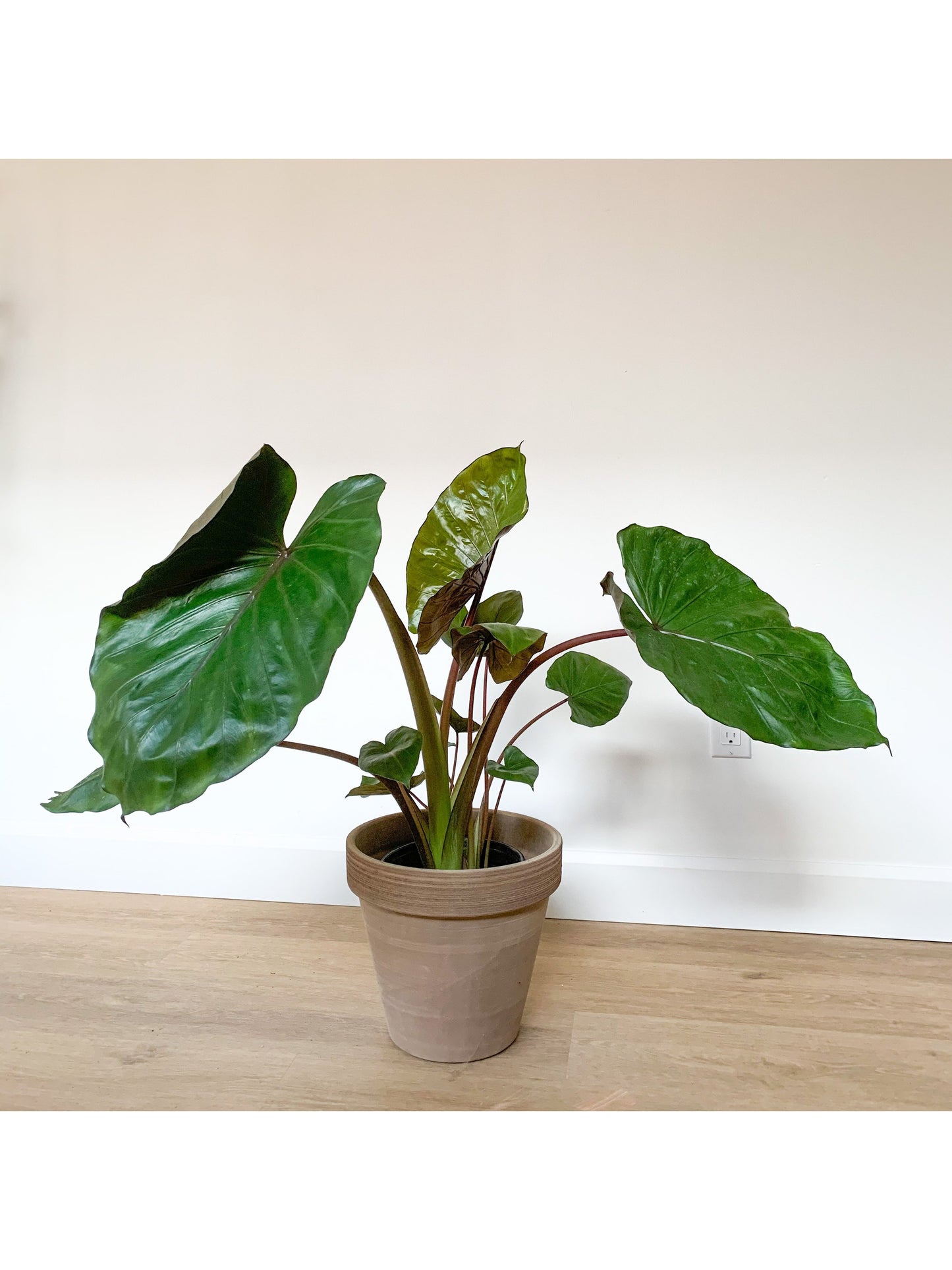 Melino (Alocasia) 8 Po.