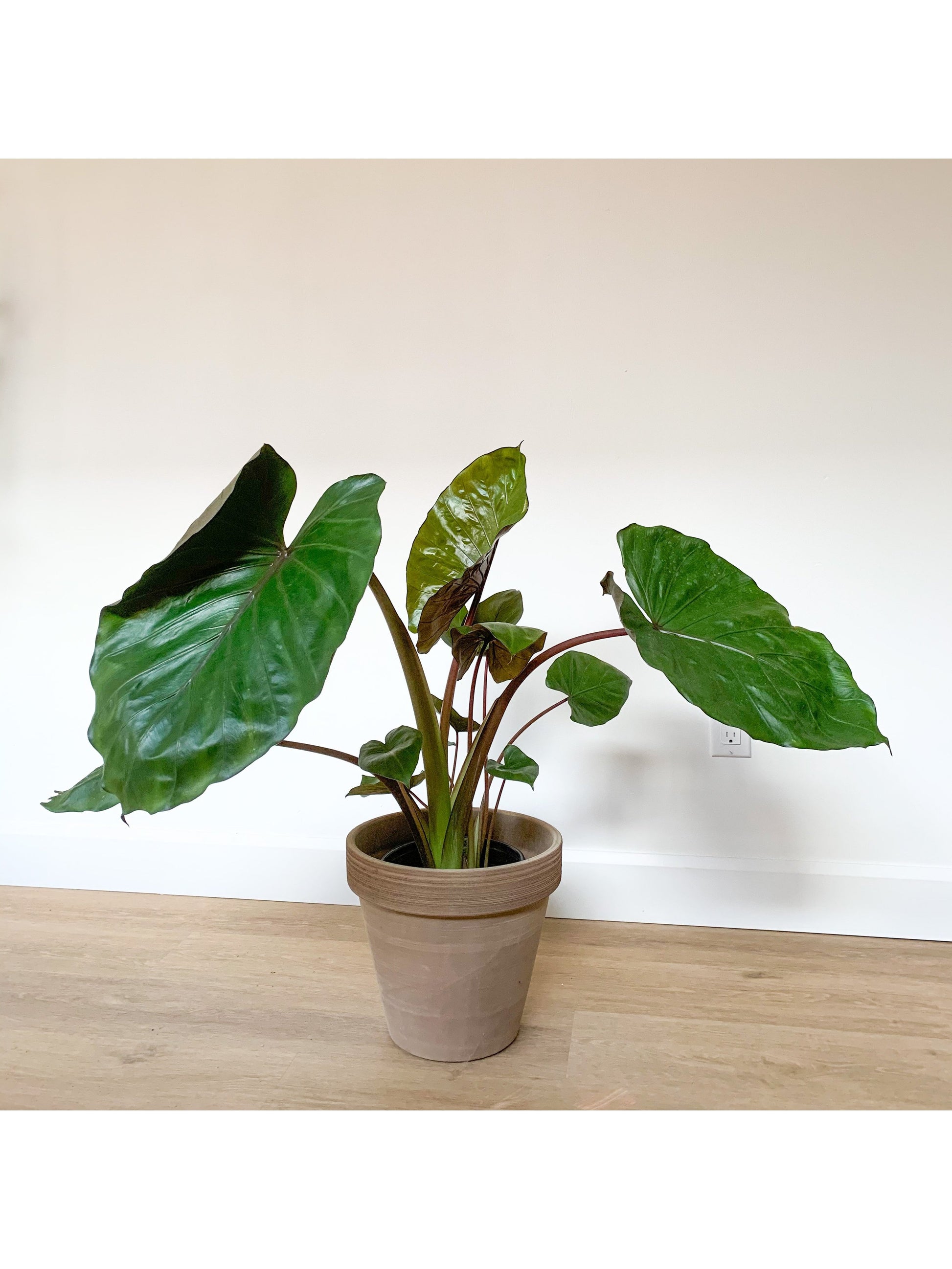 Melino (Alocasia) 8 Po.