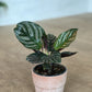 Orélie (Calathea)